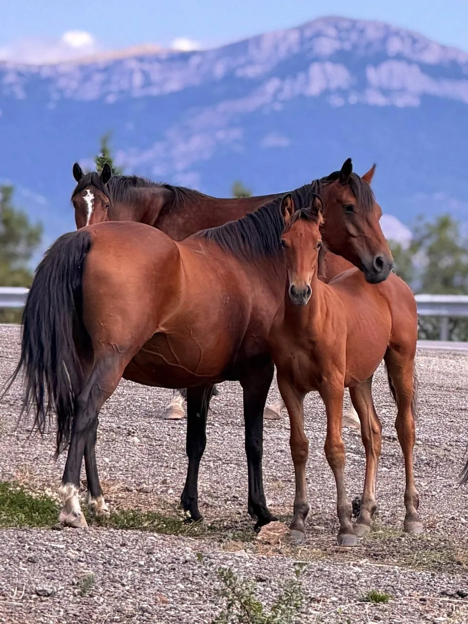 Табун на автодороге Алушта-Судак😍🐴