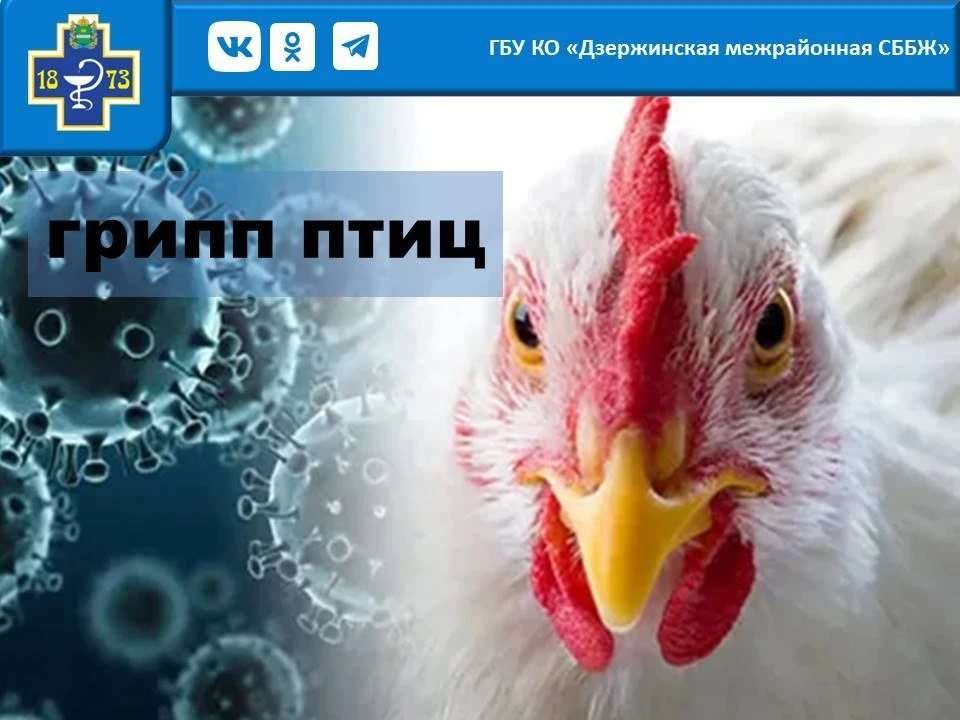 Птичий грипп: симптомы и профилактика