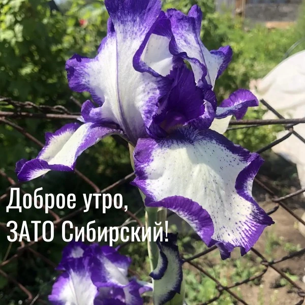 Доброе утро, ЗАТО Сибирский! ВСем отличного дня!

Продолжает действовать штормовое предупреждение №1