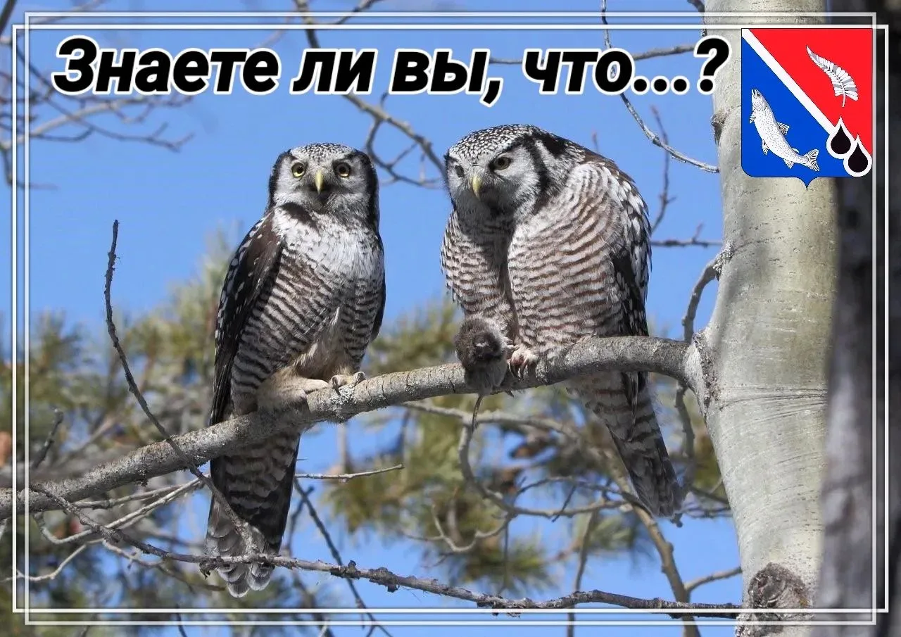 Ястребиная сова