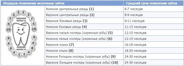 Таблица сроков прорезывания первых зубов 👆