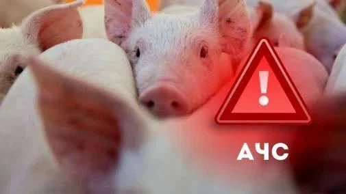 Африканская чума свиней: что нужно знать владельцу для защиты хозяйства