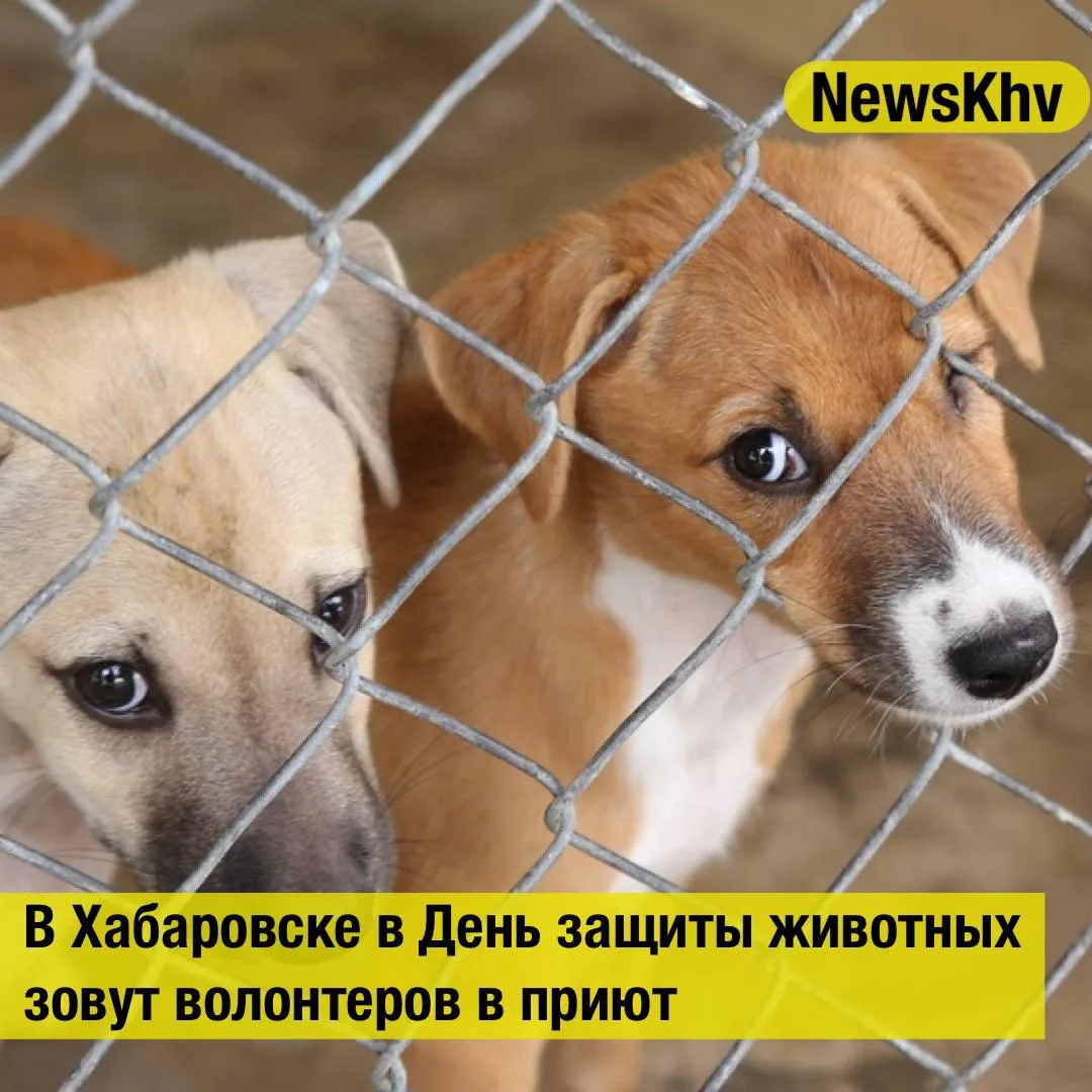 В Хабаровске в День защиты животных зовут волонтеров в приют