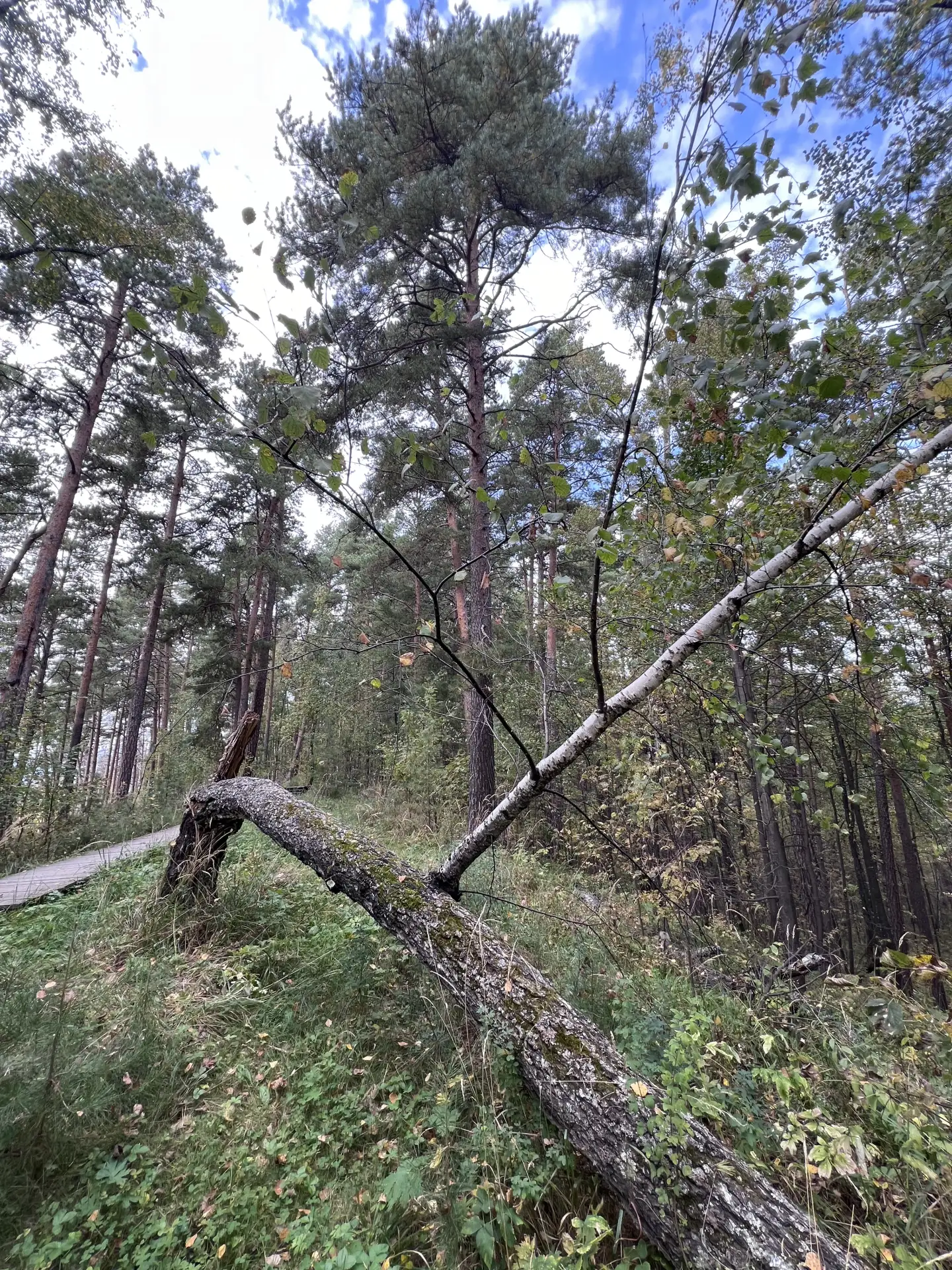 Иногда природа говорит с нами удивительно точными образами , я шла по лесу и вдруг увид...
