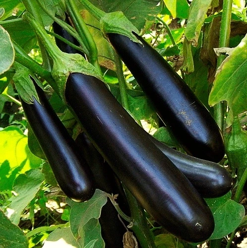 БАКЛАЖАН

🍆 Баклажан - овощ, который любят многие. Помимо вкусовых качеств, это растение обладает р