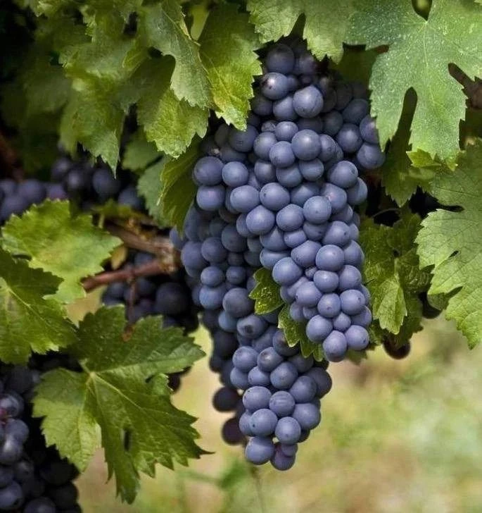 Сopтa винoгpaдa, которые oбязaтeльнo нyжнo выpaщивaть 🍇
