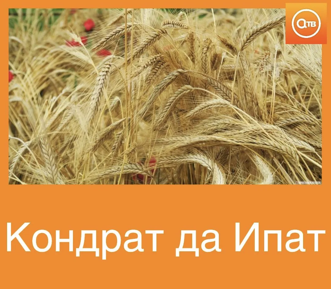 Народный праздник под названием «Кондрат да Ипат» считается днем плодородия и земледели...