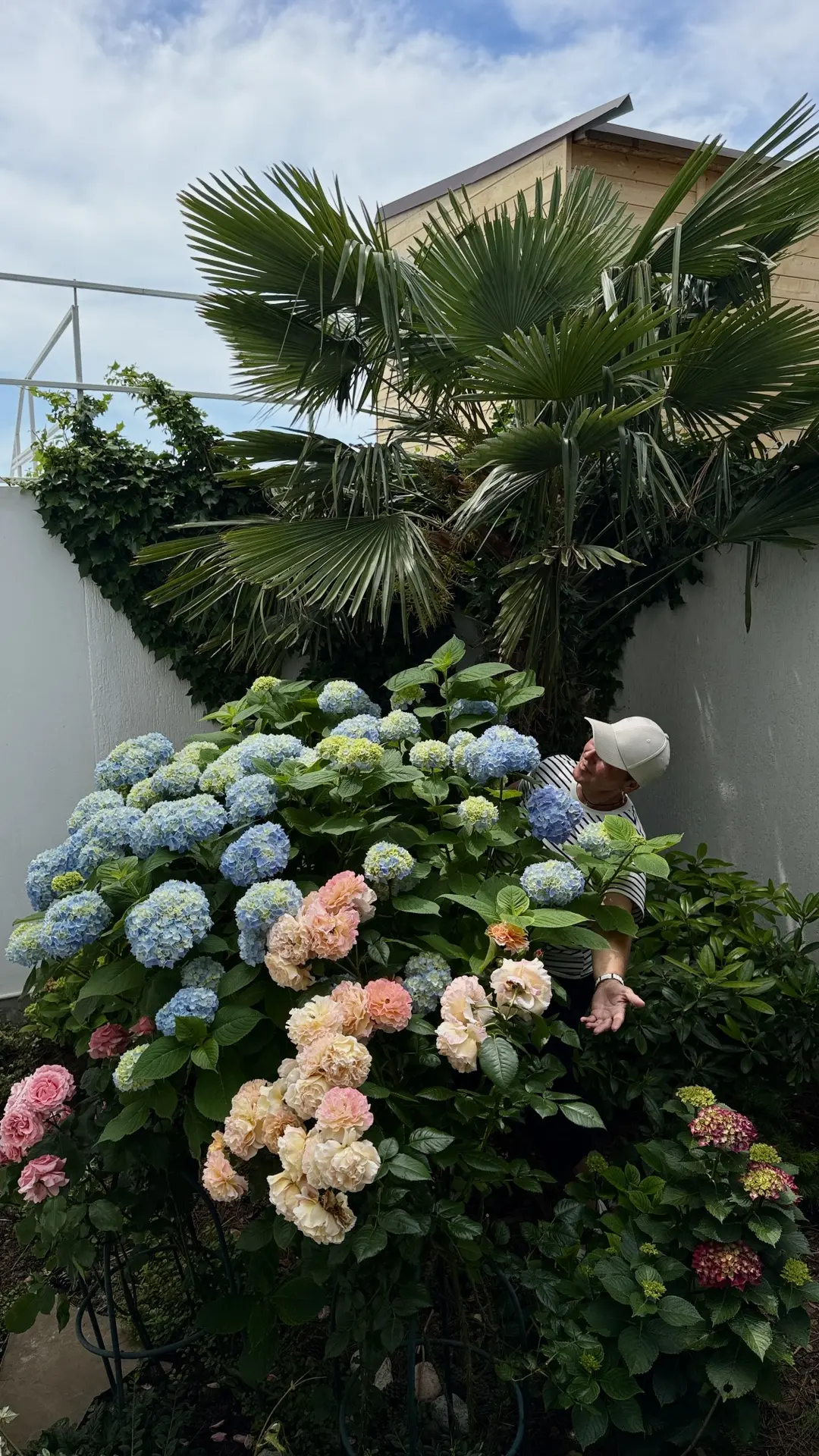 🌿🌸 Поговорим о гортензиях 🌸🌿