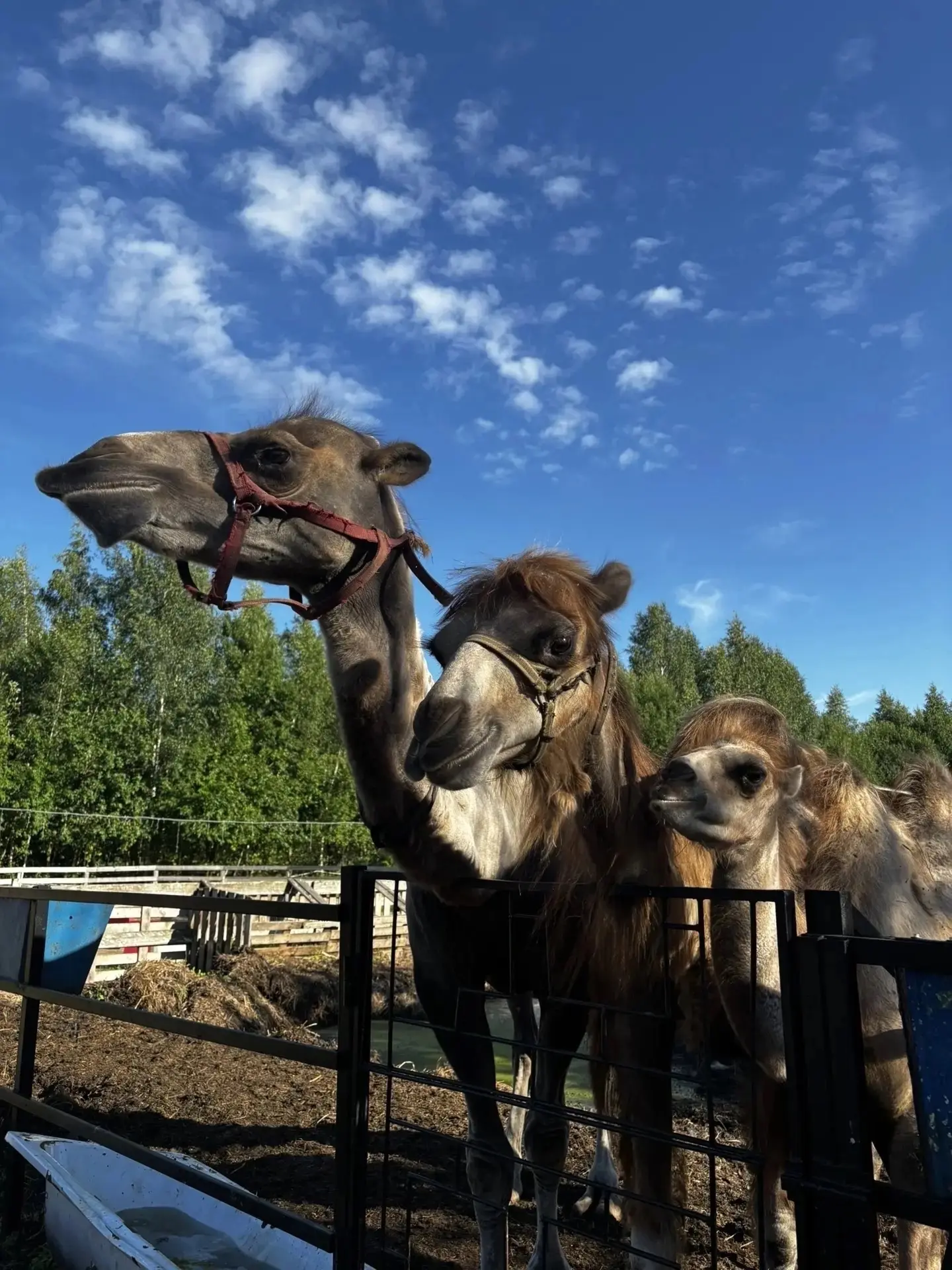 🐪Мила, Яша, Лилу и Ясмин или, как называют их ласково хозяева, семейство Яшкевичей, жд...