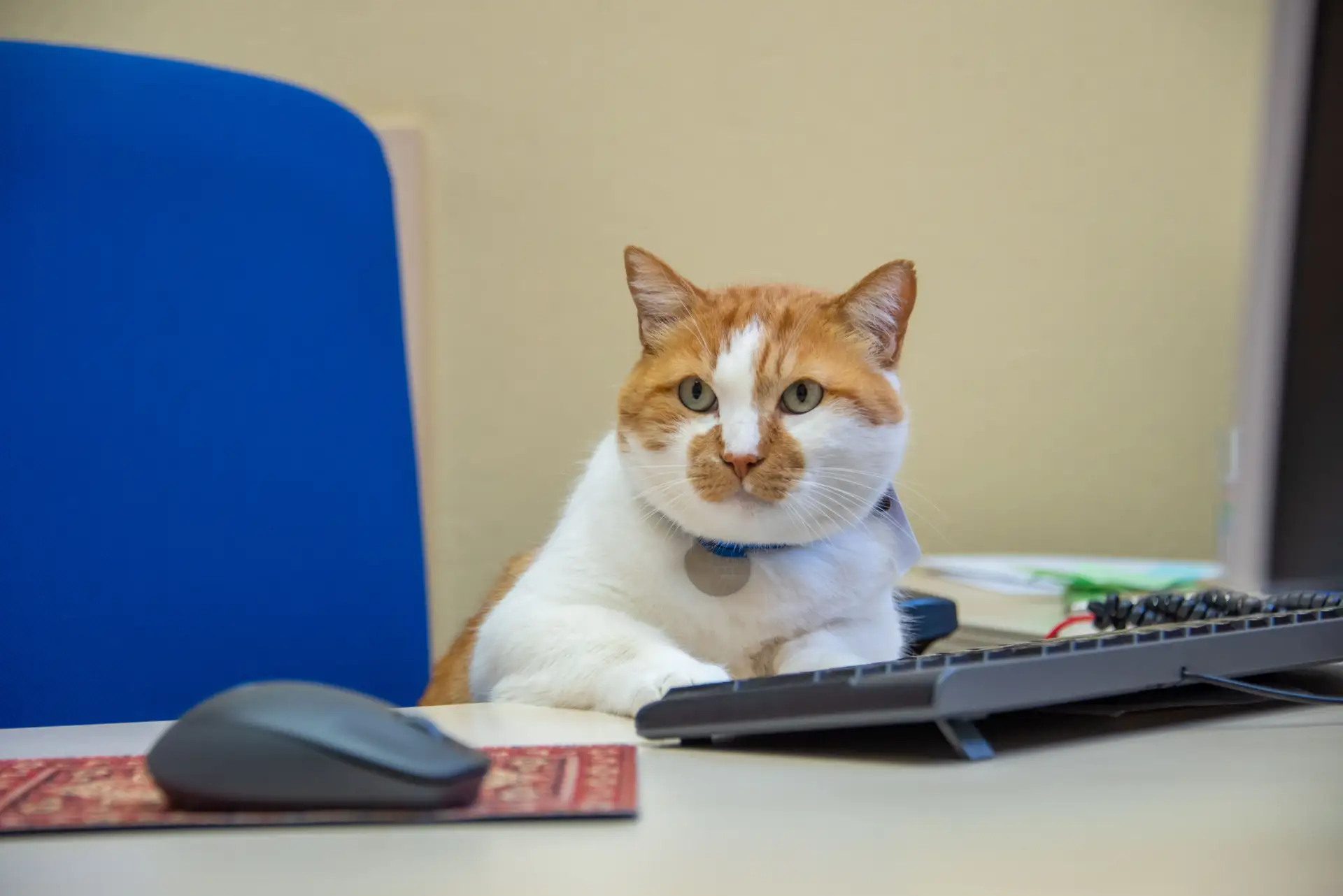 😺Ну, как прошла ваша первая осенняя неделя? У меня тепло и уютно. Спешу поделиться с в...