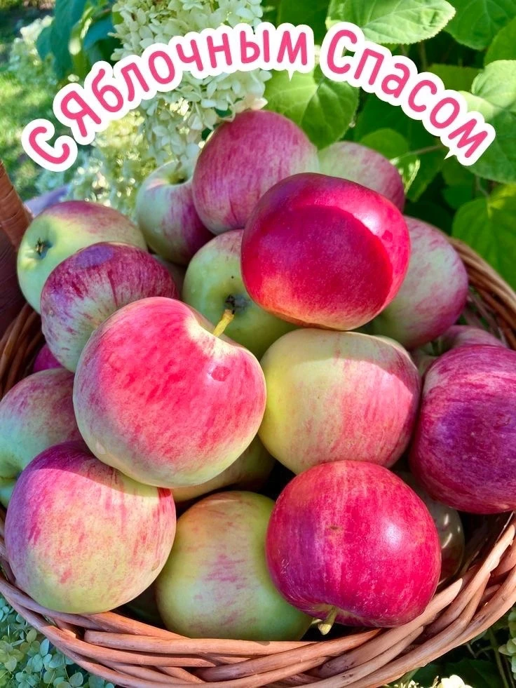 🍎Пусть как спелое яблочко в ваши руки упадет счастье и удач!