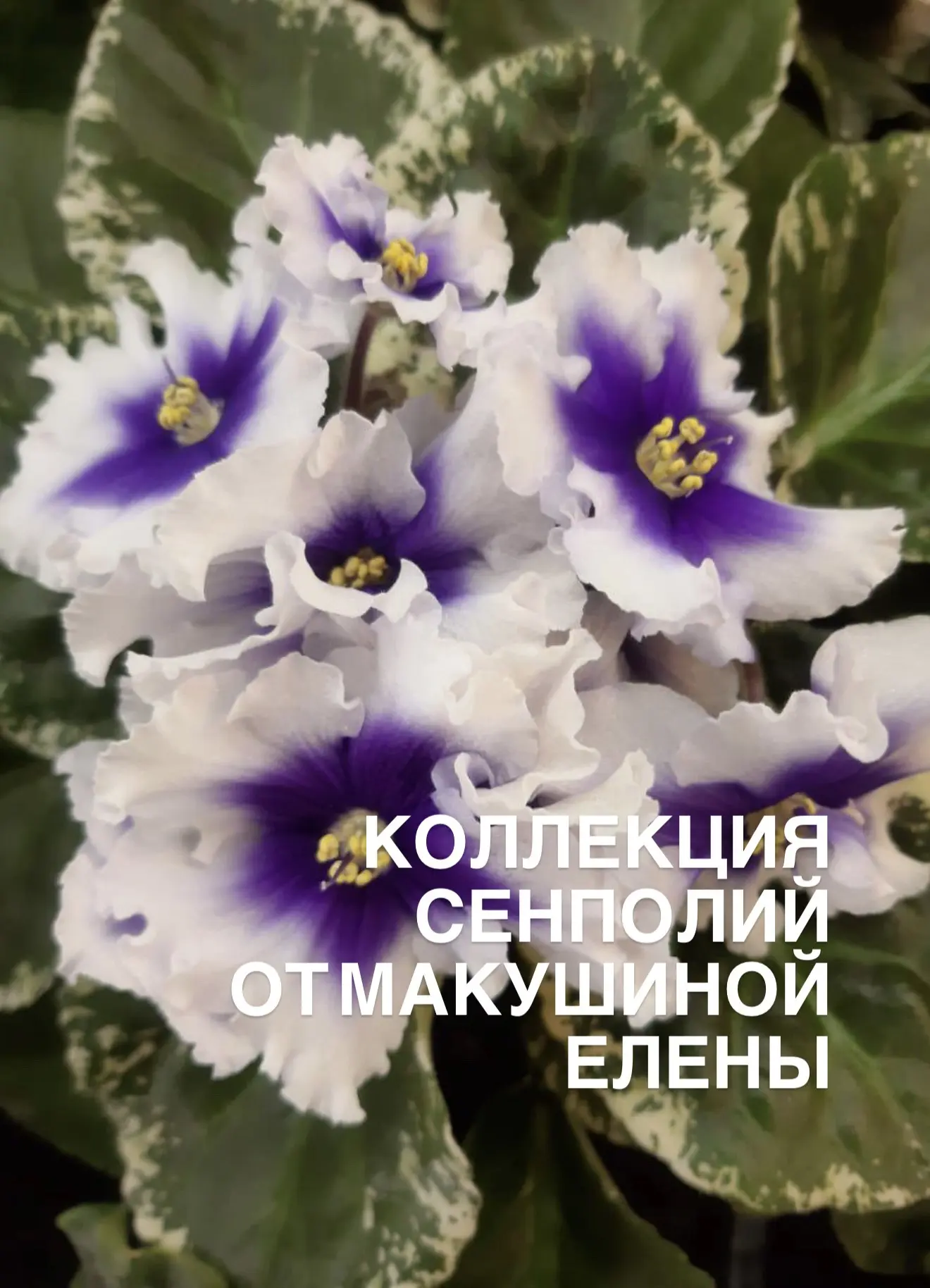 Самый главный ежегодный праздник в питомнике Летний сад! Фестиваль «Феерия цветов»!  Совсем скоро - 