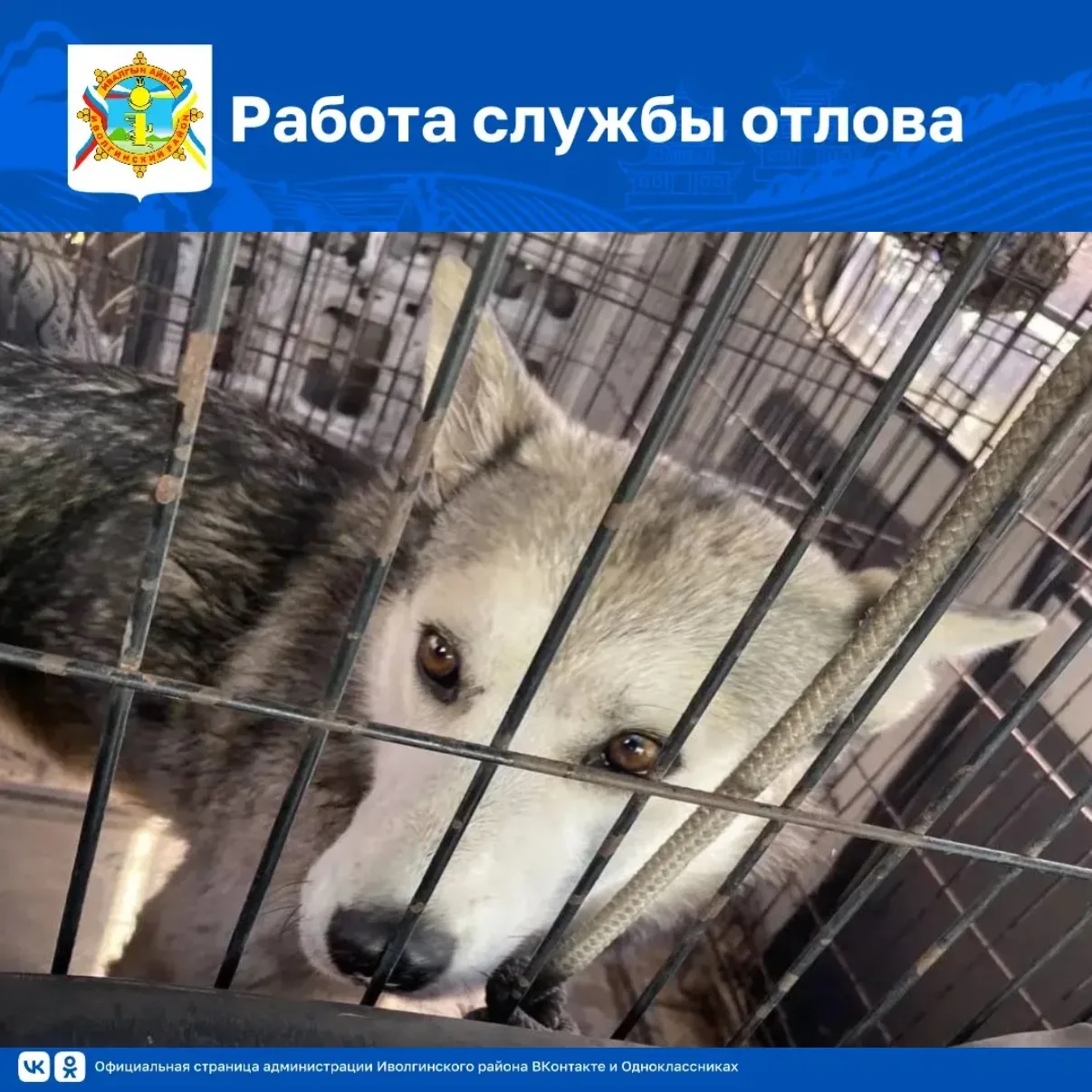 📢 Делимся с вами цифрами по работе службы отлова

🐕На этой неделе специалистами отловлено 2 собаки