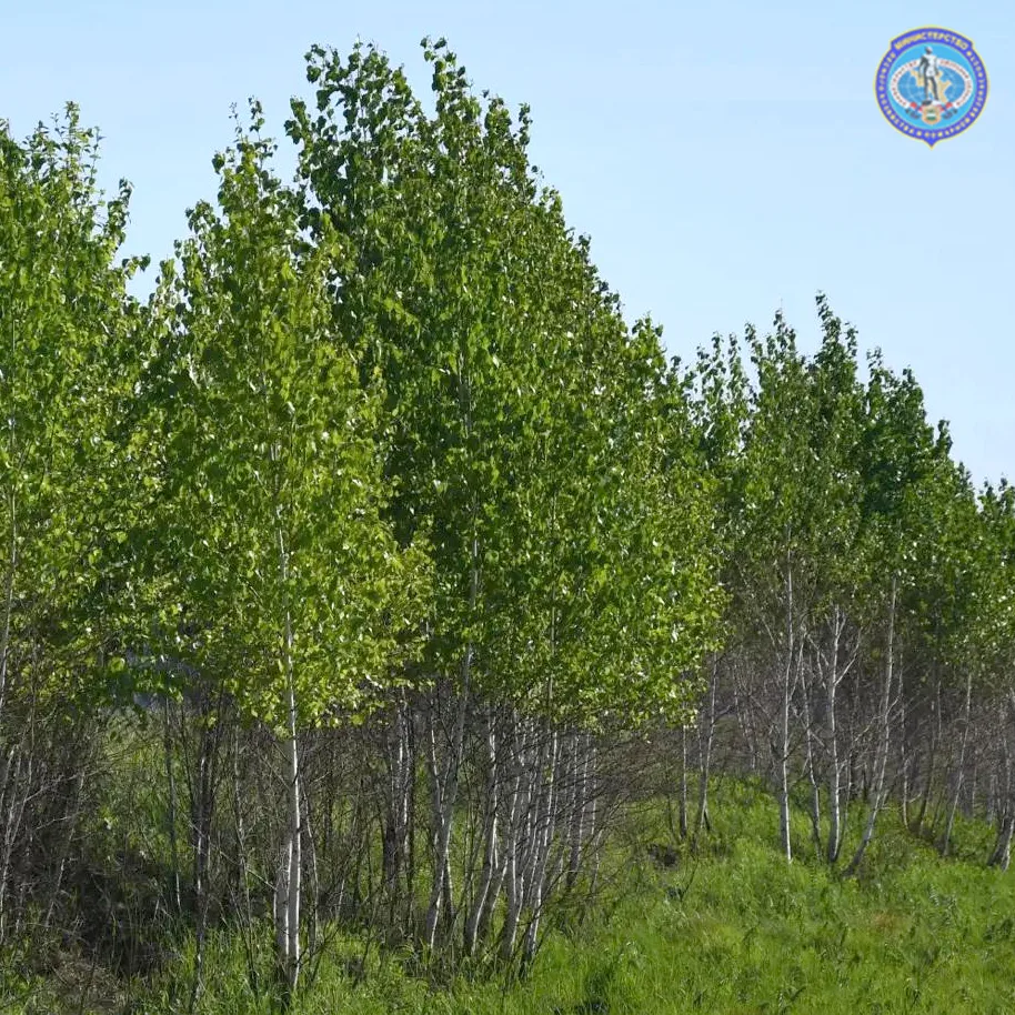 🌲 Почему аренда леса ежегодно дорожает?

Тема роста цен на аренду леса регулярно вызывает вопросы у