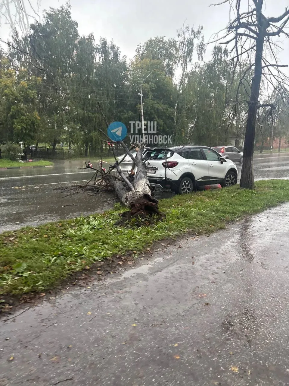 😨 Дерево рухнуло на автомобиль на улице 12 Сентября
