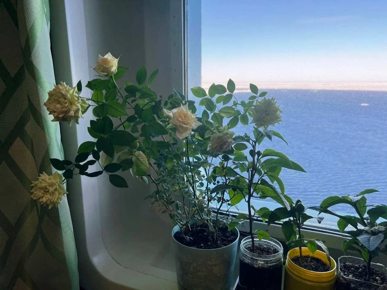 🌹 Розы, фиалки и даже перцы выращивают на борту атомного ледокола «Арктика»! Теперь эт...