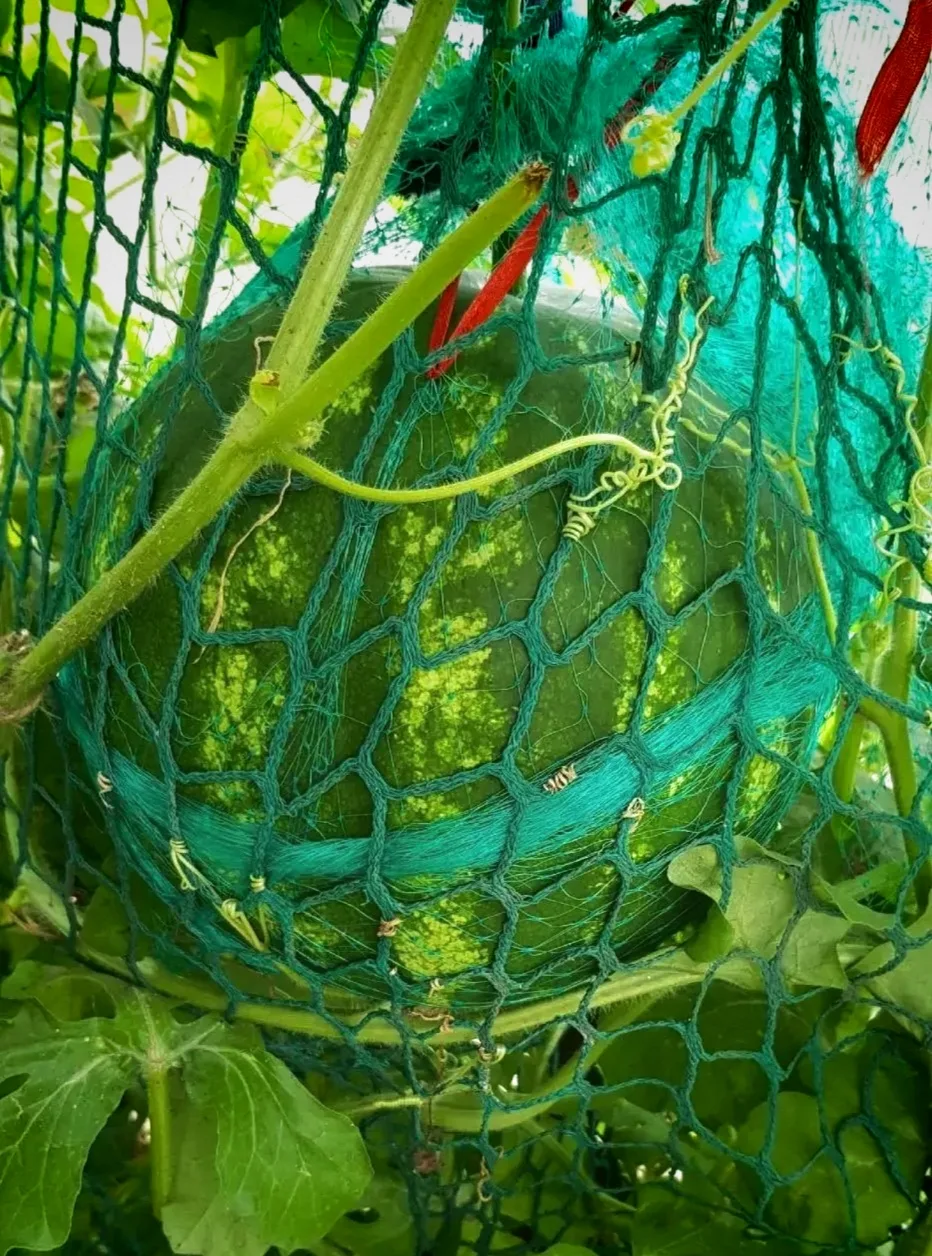 🍉 Отмечаем День арбуза!