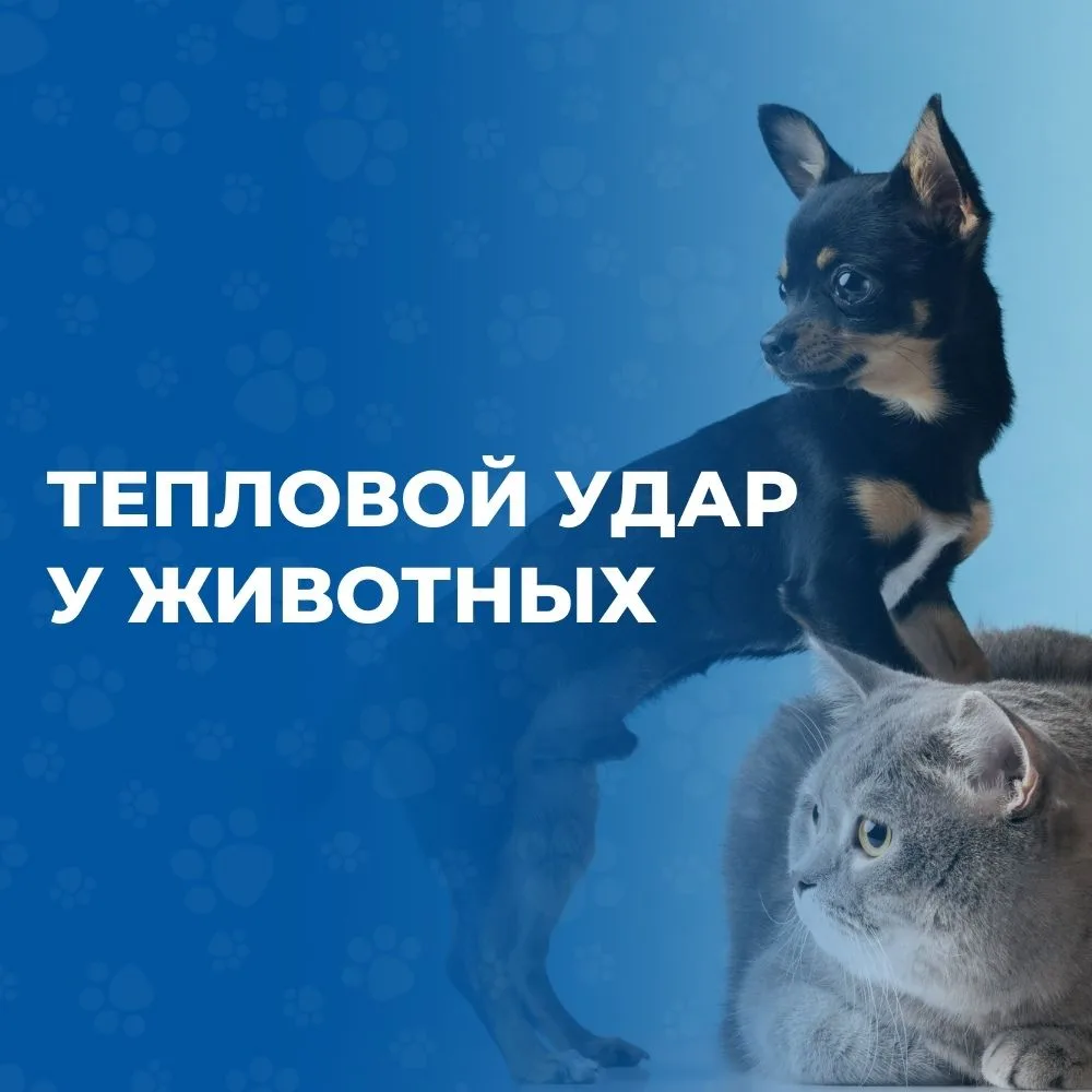 Лето — прекрасное время года, но оно может быть опасным для наших питомцев. Тепловой удар — это серь