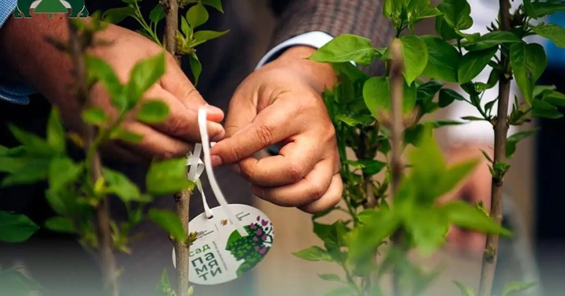 В Ульяновской области стартовал региональный этап Всероссийской акции «Сад памяти»
