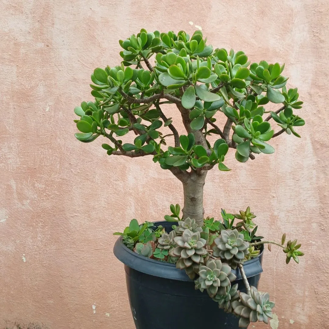 🌿 Толстянка (crassula ovata) ❤️