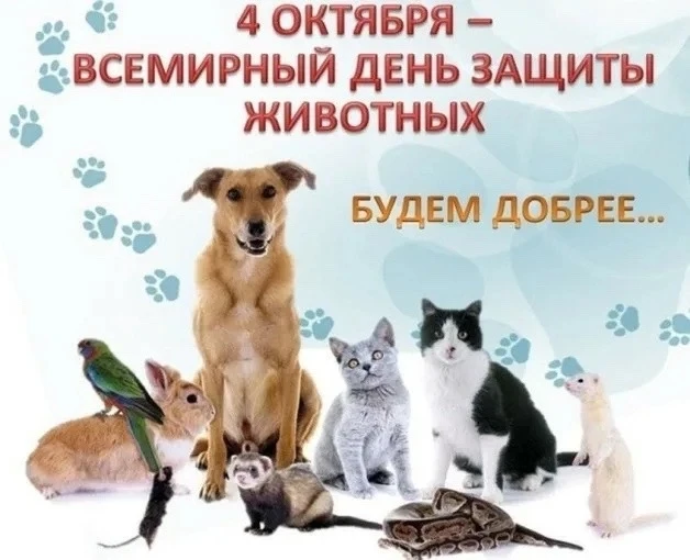 🐾 Больше, чем просто помощь: запускаем ежегодную акцию в преддверии Дня защиты животных!