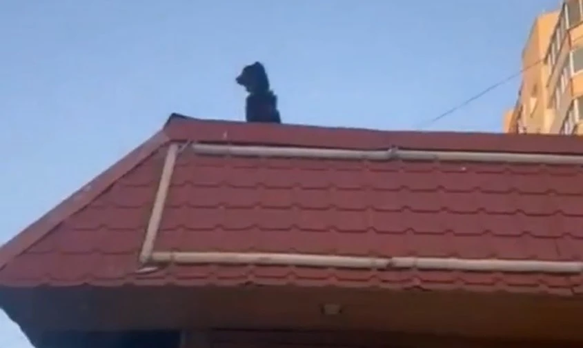🐶 Владелице собаки, гулявшей на крыше кафе в Благовещенске, грозит штраф  Жители Благовещенска замет