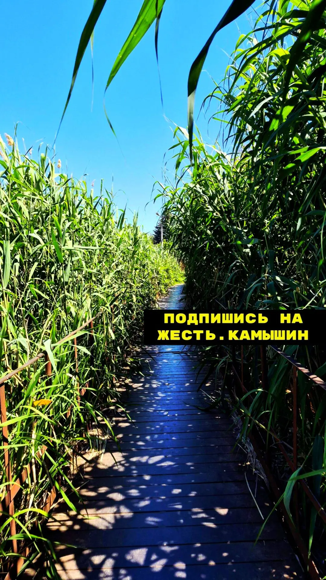 Камышин. Мостик в Камышах. Прогулялись бы тут ночью?