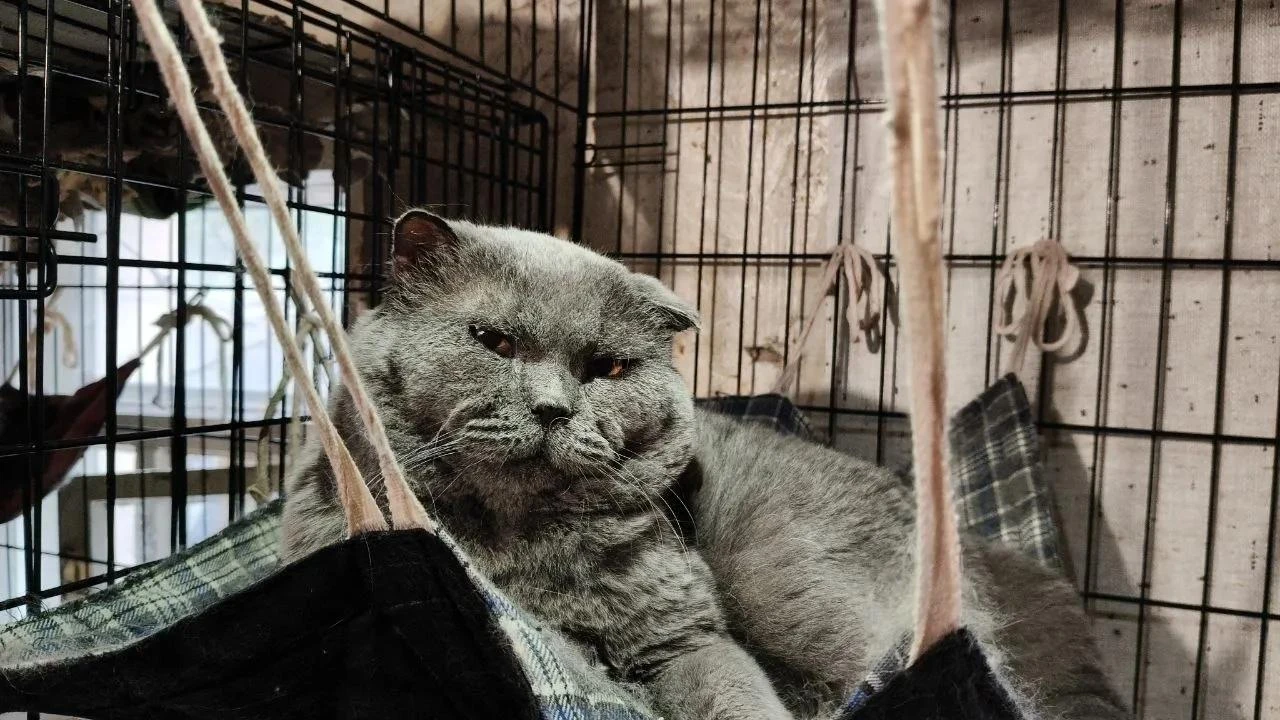 Какова красотааа... 😍 Наш толстячок Тосик! Шикарный же, а?! Может быть кто-то готов ук...