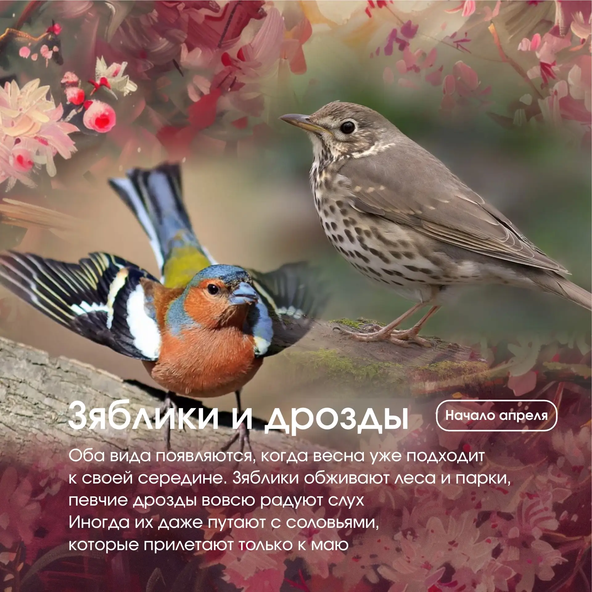 🐦‍⬛  «Крылатый календарь»: какие птицы возвращаются первыми?  Весна наступает не по календарю, а по 