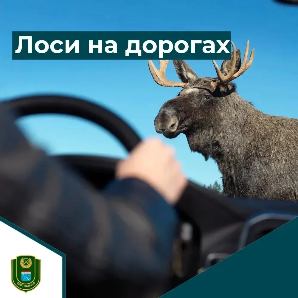 🫎 Жара и гнус выгоняют лосей на трассы Ленобласти: водителей призывают быть внимательными