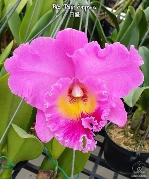 🌺 Азиатские сортовые орхидеи-подростки В НАЛИЧИИ 🌺

🕊️ Дорогие наши подписчики! 🕊️

🌸Прекрасная