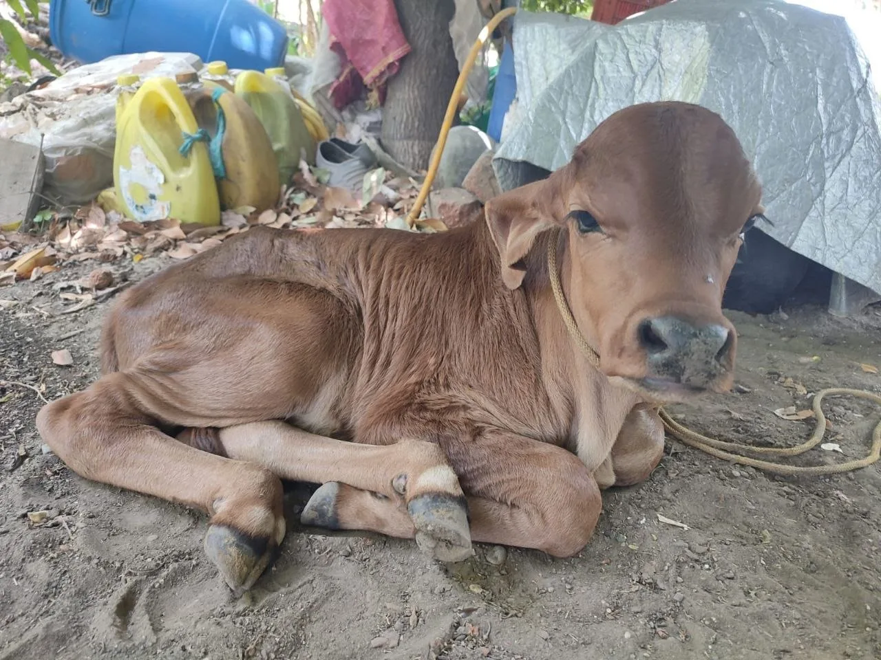 На хуторе пополнение! 🐂
У одной из коровок свёкров, породы зебу, родился телёнок. У него такой же г