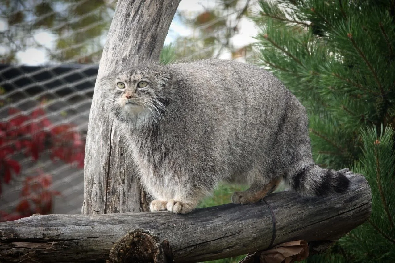 Красавица Мими 😻