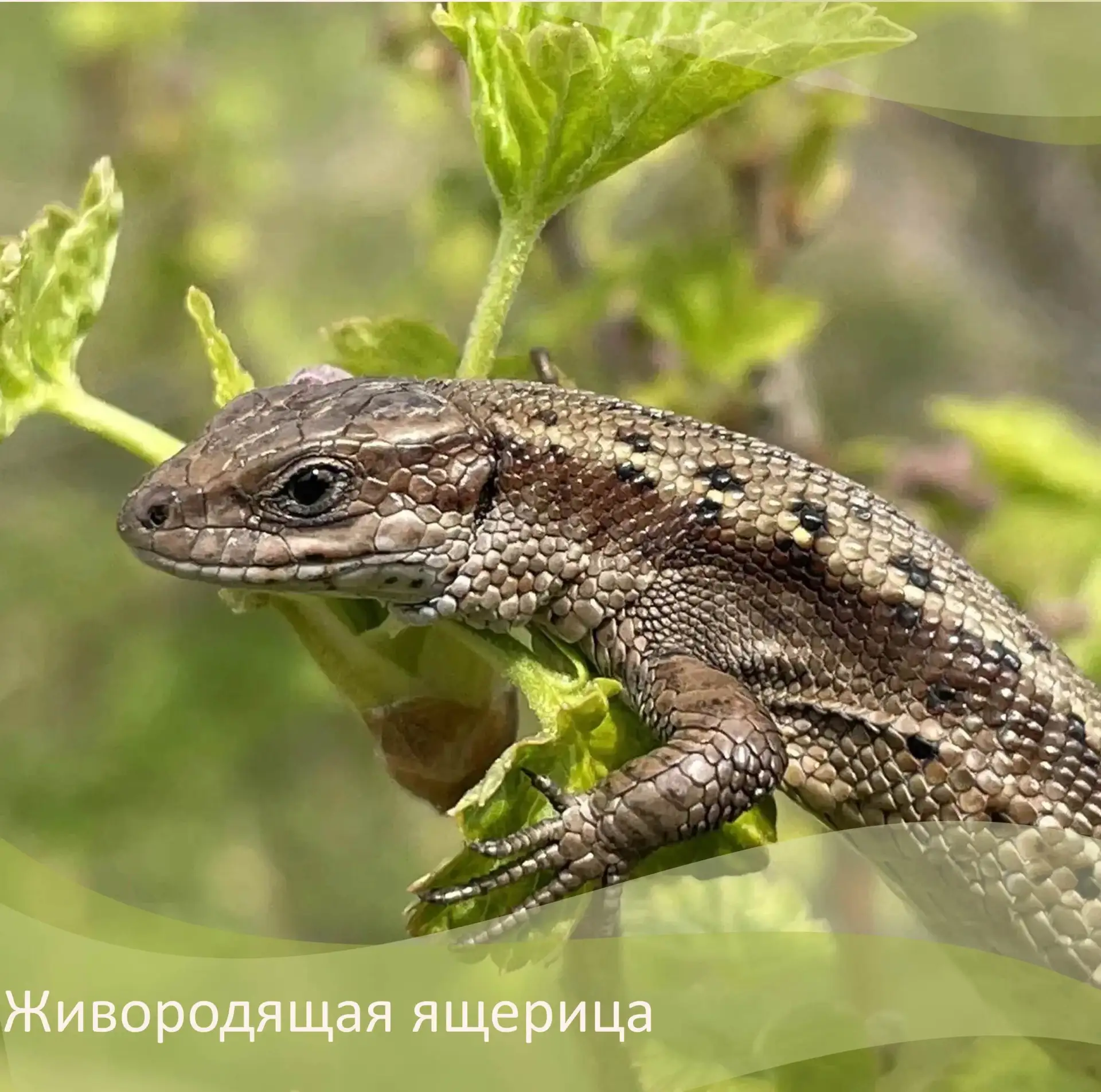 Живородящая ящерица является одним их самых обычных, а иногда даже многочисленных видов в Калужской 