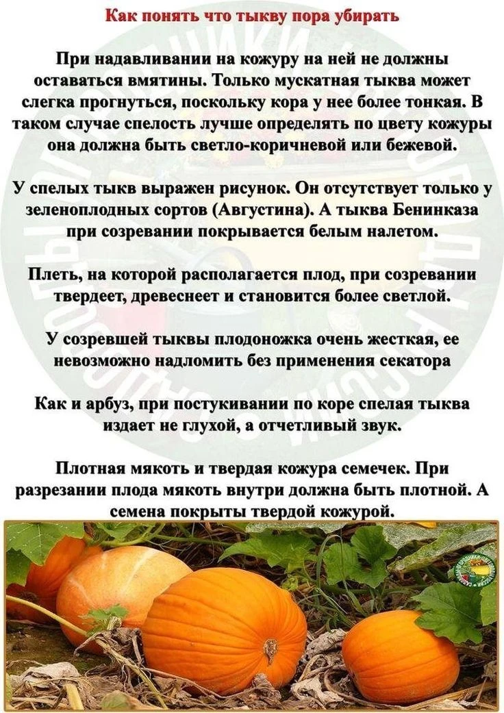 🎃 Когда убирать тыкву: 7 верных признаков, что она созрела!