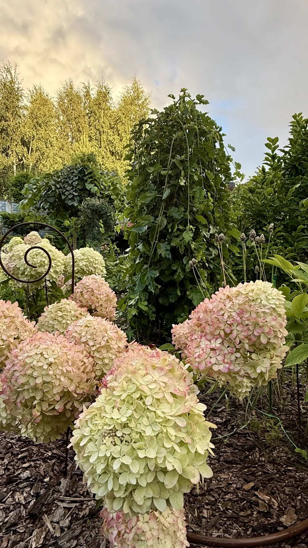 🌿 Доброе прекрасное утро!