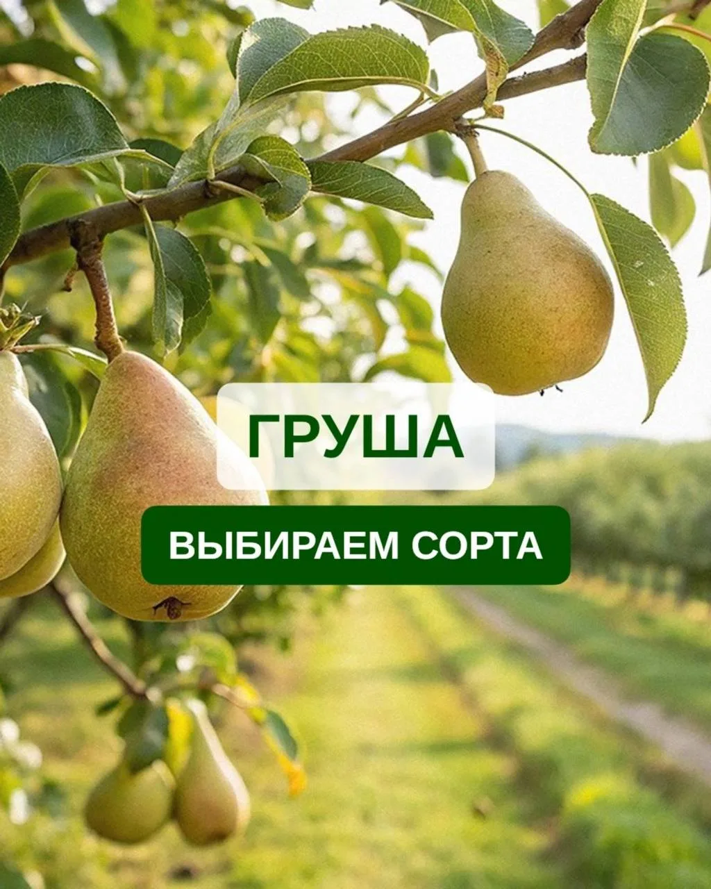 🍐 ГРУШЕВЫЙ ГИД: 3 СОРТА, КОТОРЫЕ УДИВЯТ ВАС 🍐
