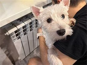 🐕 Что происходит с вакциной «Мультикан»?