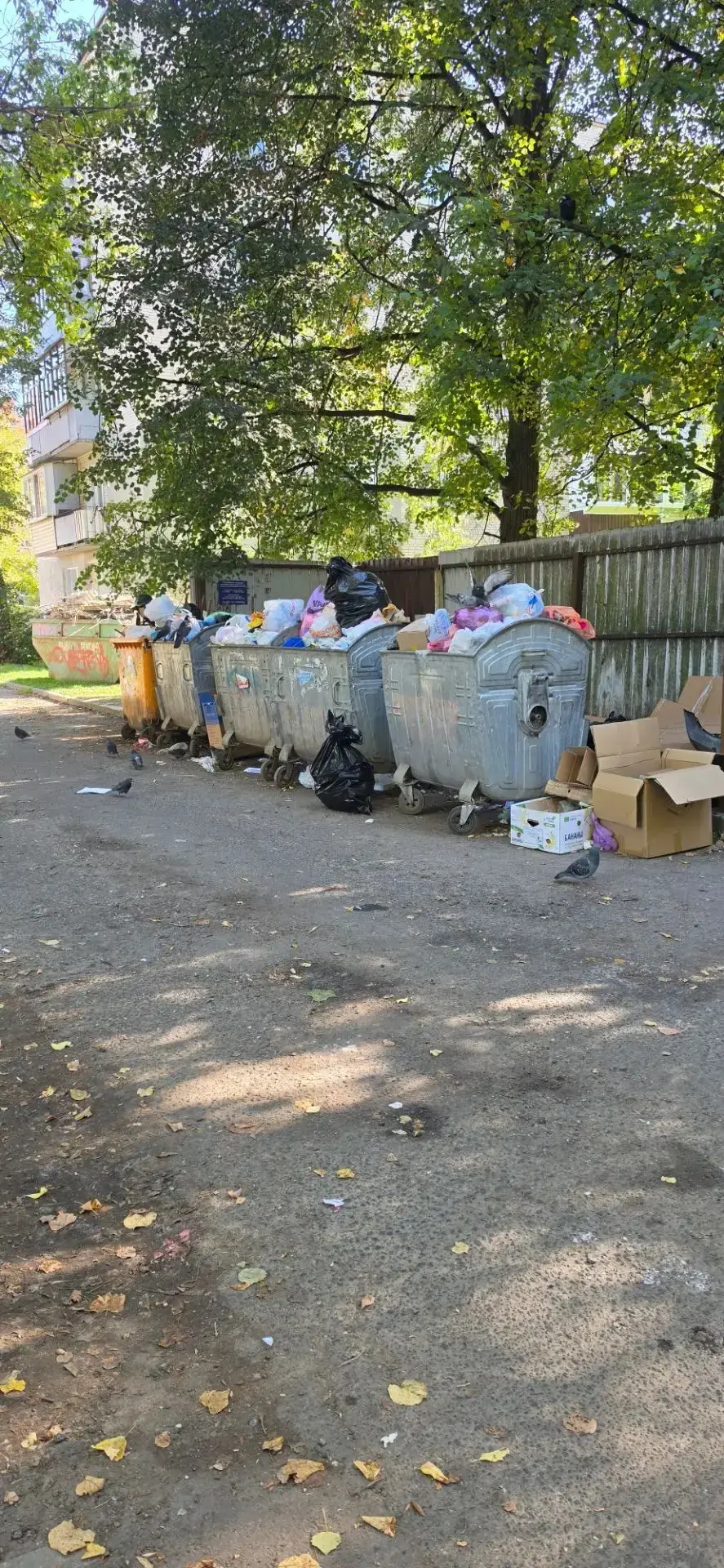🗑️ На Гурьянова, 25 и Комарова, 1 мусорный коллапс