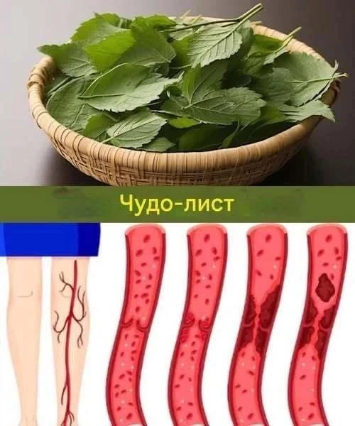 Лист, который снижает диабет, артериальное давление, устраняет боль, холестерин и плохо...