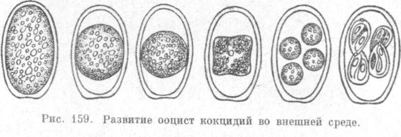 Патогенез. Болезнетворное воздействие кокцидий на организм хозяина проявляется вследств...