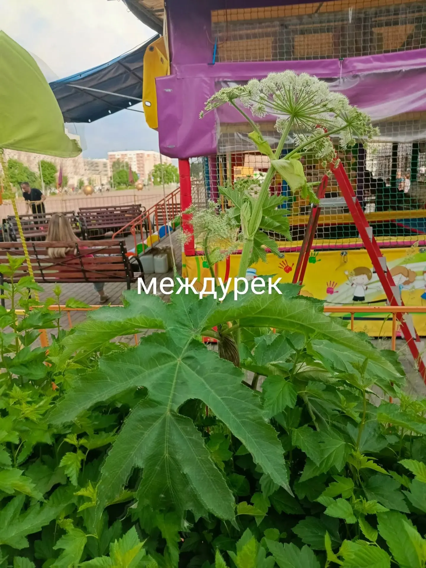Внимание, родители! На площади Праздничная вырос борщевик Сосновского.

Прямо на газоне у входа в пл