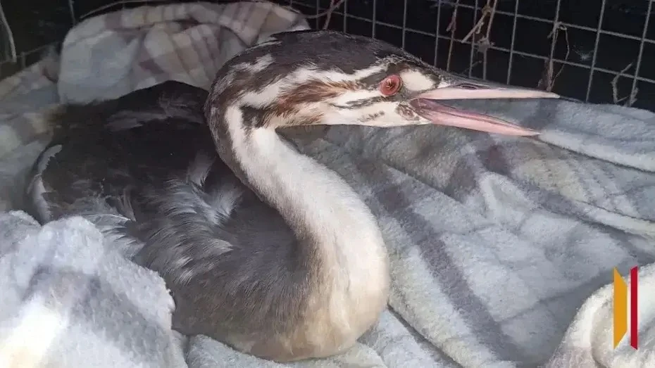 🦆Супруги из Панино спасли чомгу при содействии журналиста РИА «Воронеж»
