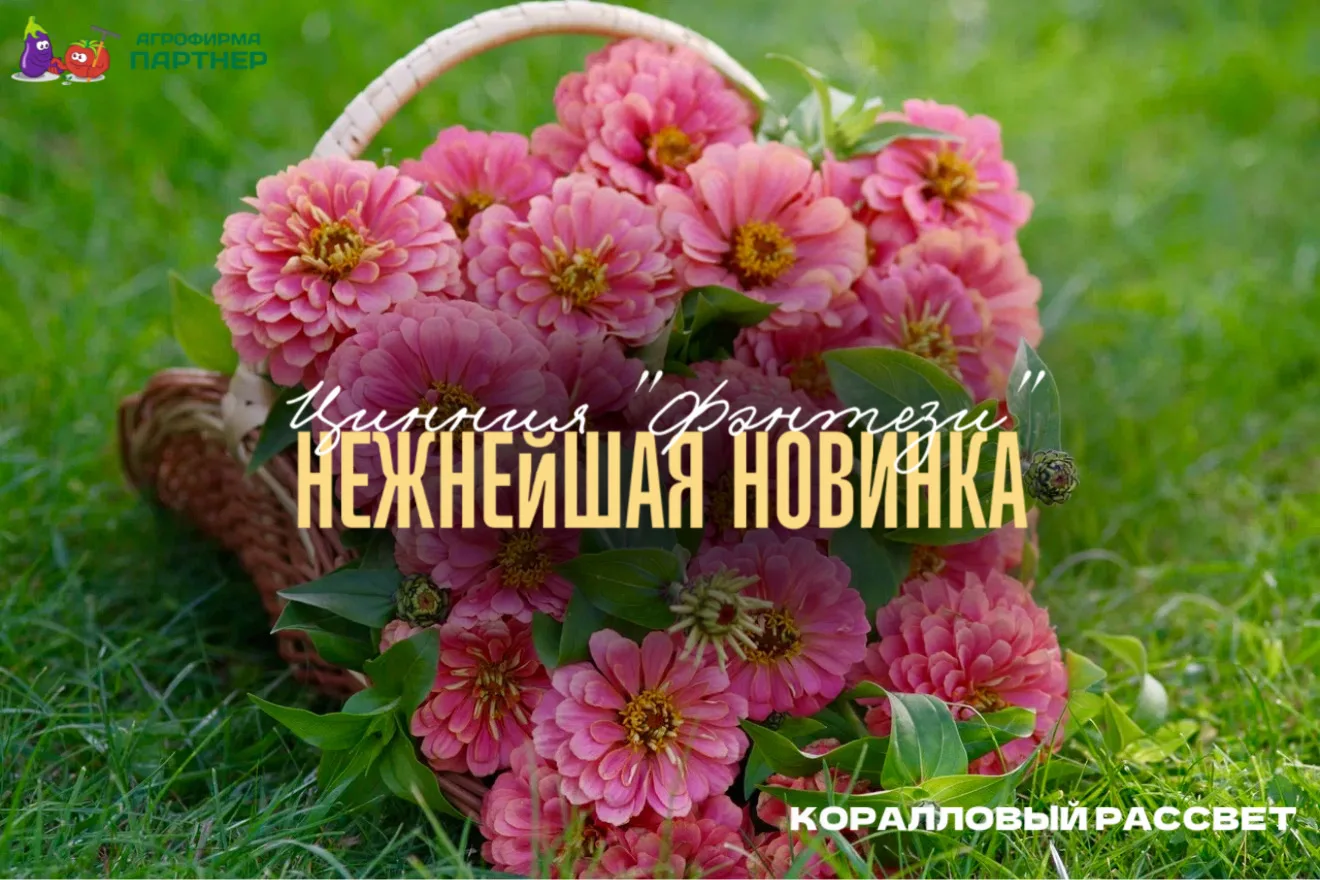 🆕 Нежнейшая новинка серии «Фэнтези» — цинния «Коралловый рассвет»  Апрель — время ярких первоцветов,