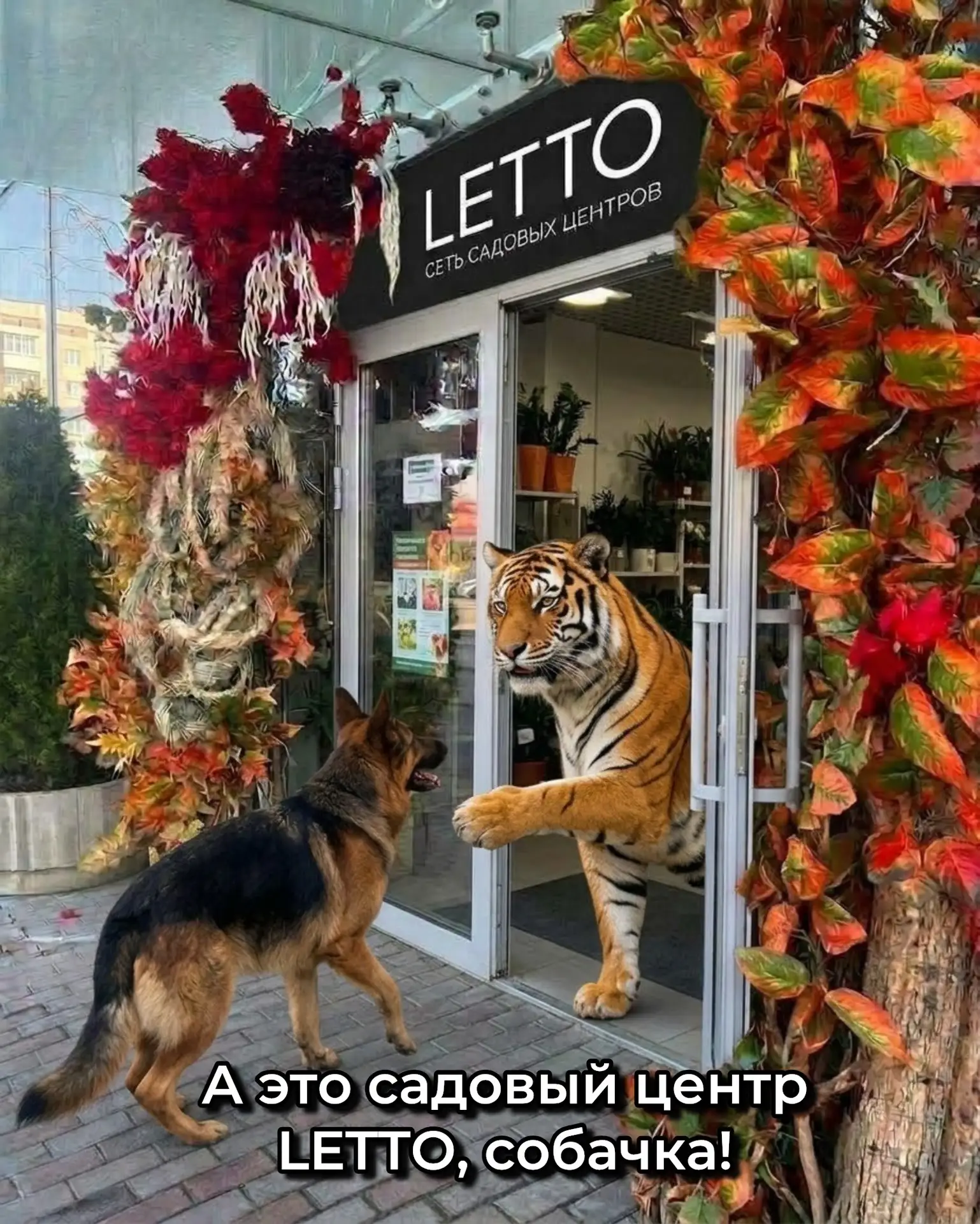 Тигр с собачкой приехали в LETTO!😌🥰💚