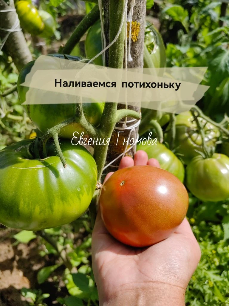 Про помидоры и перцы!!!
Растем и окрашиваемся!
Отвечаю на Ваши вопросы

https://vk.ru/wall-210739595