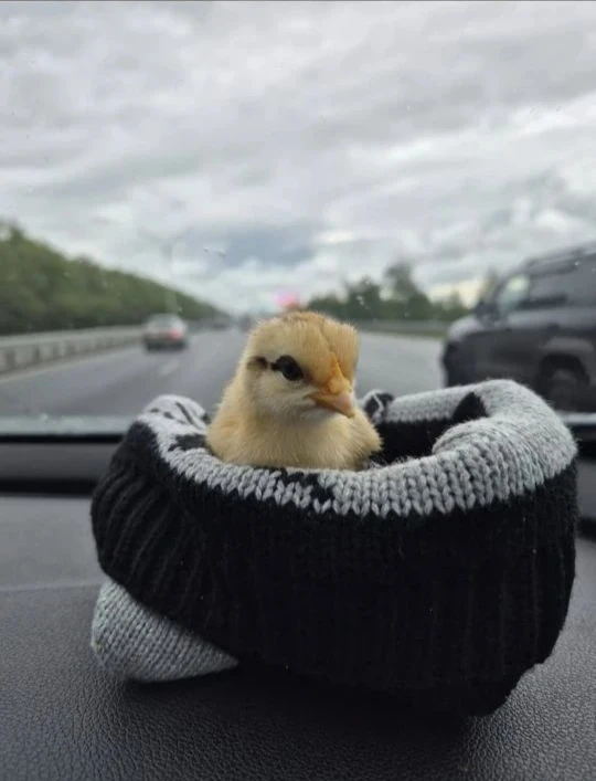 Уфада бер атна кунак булып, Чишмәгә, туган өйгә кайтып барыш.🐣 Тавык әниеңнең бердәнбе...