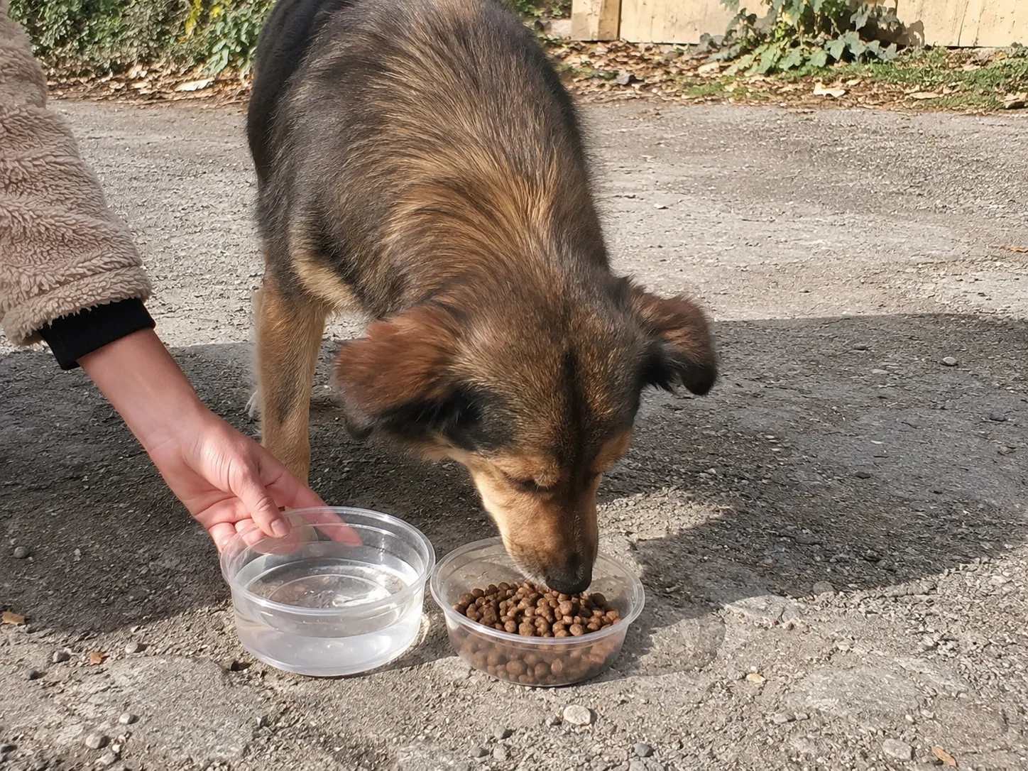 🐾 «Забота о братьях наших меньших»: в Горностаевском муниципальном округе прошла акция