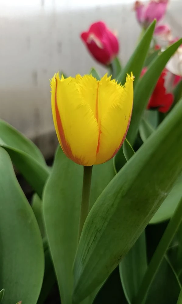 Доброе майское утро 💕 Мои тюльпаны не перестают меня удивлять. 🌷🌷🌷