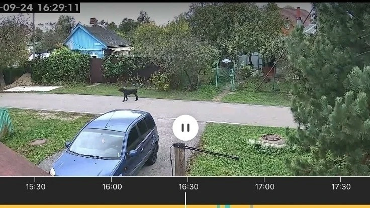 Утром я выставила сообщение, что на Комсомольском проезде у нашей соседки загрызли коше...